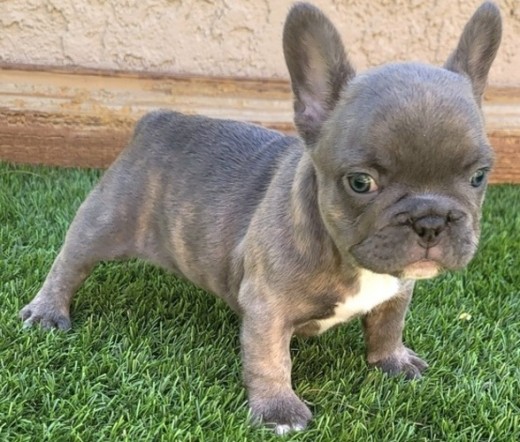 Cachorros de Bulldog Francés
Tenemos una hembra y un macho disponibles para adopción, con sus vacunas al día. Son muy amigables y juguetones. Contáctanos para más detalles.

maximsmidt9@gmail.com